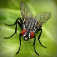 /album/sorroufire/photolia-a01-jpg/