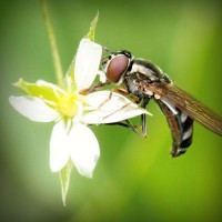 /album/sorroufire/photolia-a02-jpg/