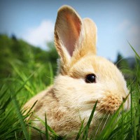 /album/sorroufire/photolia-a03-jpg/