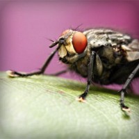 /album/sorroufire/photolia-a08-jpg/